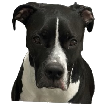 DoggoBnB logo